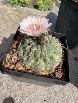 Gymnocalycium ritterianum